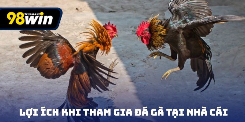 Các lợi ích khi tham gia đá gà tại nhà cái