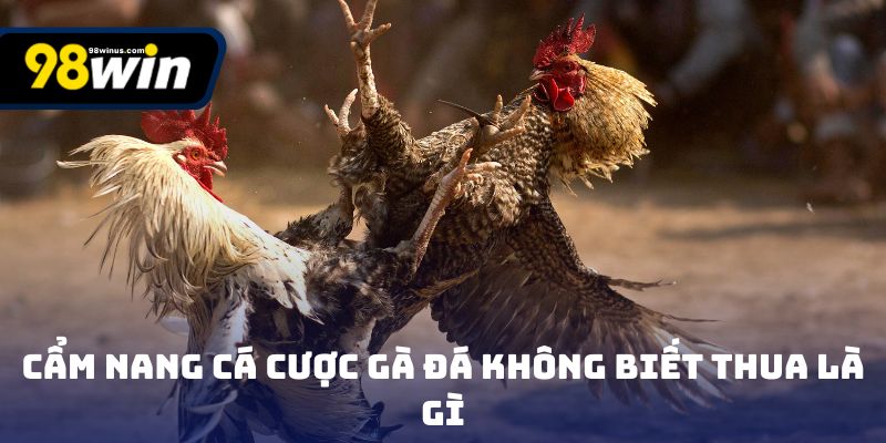 Cẩm nang cá cược gà đá không biết thua