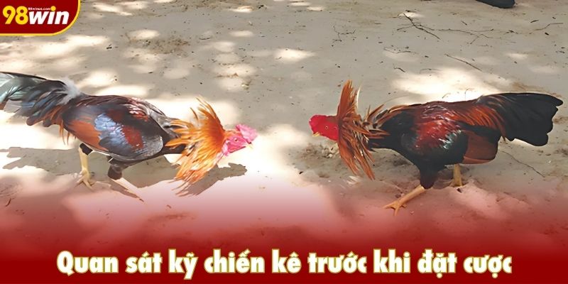 Quan sát kỹ chiến kê trước khi đặt cược
