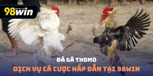 Đá gà thomo