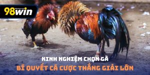 Kinh nghiệm chọn gà