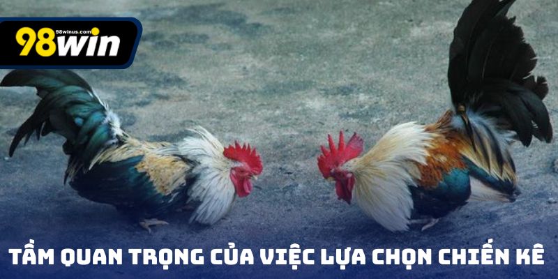 Tầm quan trọng của việc có kinh nghiệm chọn gà