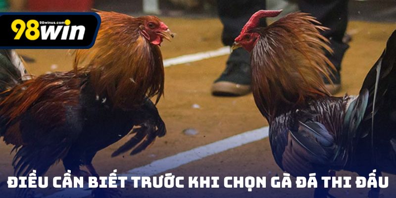 Điều cần biết trước khi lựa chiến kê thi đấu theo kinh nghiệm chọn gà