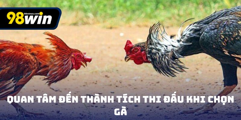Quan tâm đến thành tích thi đấu khi chọn gà