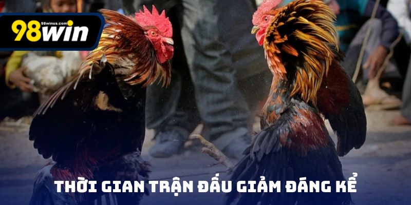 Thời gian trận đấu đá gà cựa sắt giảm đáng kể