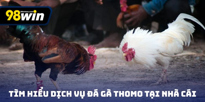 Tìm hiểu dịch vụ đá gà Thomo tại nhà cái